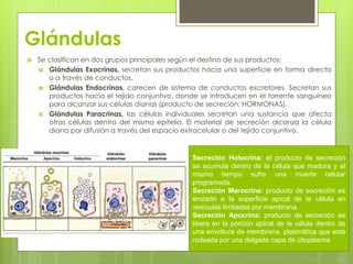 Glándulas
   Se clasifican en dos grupos principales según el destino de sus productos:
     Glándulas Exocrinas, secretan sus productos hacia una superficie en forma directa
       o a través de conductos.
     Glándulas Endocrinas, carecen de sistema de conductos excretores. Secretan sus
       productos hacia el tejido conjuntivo, donde se introducen en el torrente sanguíneo
       para alcanzar sus células dianas (producto de secreción: HORMONAS).
     Glándulas Paracrinas, las células individuales secretan una sustancia que afecta
       otras células dentro del mismo epitelio. El material de secreción alcanza la célula
       diana por difusión a través del espacio extracelular o del tejido conjuntivo.


                                                 Secreción Holocrina: el producto de secreción
                                                 se acumula dentro de la célula que madura y al
                                                 mismo tiempo sufre una muerte celular
                                                 programada.
                                                 Secreción Merocrina: producto de secreción es
                                                 enviado a la superficie apical de la célula en
                                                 vesículas limitadas por membrana.
                                                 Secreción Apocrina: producto de secreción se
                                                 libera en la porción apical de la célula dentro de
                                                 una envoltura de membrana. plasmática que esta
                                                 rodeada por una delgada capa de citoplasma
 