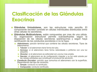 Clasificación de las Glándulas
Exocrinas
   Glándulas Unicelulares, son las estructuras más sencilla. El
    componente secretor consiste en células individuales distribuidas entre
    otras células no secretoras.
   Glándulas Multicelulares, están compuestas por mas de una célula.
    Su organización estructural permite subclasificarlas según la
    disposición de las células secretoras (parénquima) y según haya
    ramificación de los conductos excretores o no la haya.
       Adenómero: porción terminal que contiene las células secretoras. Tipos de
        adenomeros:
           Tubular: si el adenomero tiene forma de tubo.
           Acinosa: si el adenomero tiene forma redondeada o piriforme con una luz
            pequeña.
           Alveolar: si el adenomero es esferoidal con una luz mas amplia.
           Sacular: el adenomero es de configuración irregular y su luz está ocluida por
            las celulas exfoliadas que constituyen el producto de secreción.
       Conducto Excretor: porción que comunica el adenomero con la superficie.
        Dependiendo del tipo de conducto:
           Simple: conducto no ramificado.
           Compuesta: conducto ramificado.
 