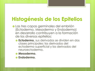 Histogénesis de los Epitelios
 Lastres capas germinales del embrión
 (Ectodermo, Mesodermo y Endodermo)
 en desarrollo contribuyen a la formación
 de los diversos epitelios:
     Ectodermo, sus derivados se dividen en dos
      clases principales: los derivados del
      ectodermo superficial y los derivados del
      neuroectodermo.
     Mesodermo.
     Endodermo.
 