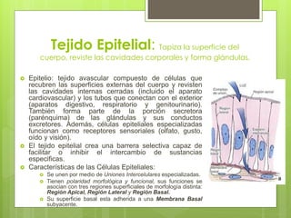 Tejido Epitelial: Tapiza la superficie del
       cuerpo, reviste las cavidades corporales y forma glándulas.

   Epitelio: tejido avascular compuesto de células que
    recubren las superficies externas del cuerpo y revisten
    las cavidades internas cerradas (incluido el aparato
    cardiovascular) y los tubos que conectan con el exterior
    (aparatos digestivo, respiratorio y genitourinario).
    También forma parte de la porción secretora
    (parénquima) de las glándulas y sus conductos
    excretores. Además, células epiteliales especializadas
    funcionan como receptores sensoriales (olfato, gusto,
    oído y visión).
   El tejido epitelial crea una barrera selectiva capaz de
    facilitar o inhibir el intercambio de sustancias
    especificas.
   Características de las Células Epiteliales:
          Se unen por medio de Uniones Intercelulares especializadas.
          Tienen polaridad morfológica y funcional, sus funciones se
           asocian con tres regiones superficiales de morfología distinta:
           Región Apical, Región Lateral y Región Basal.
          Su superficie basal esta adherida a una Membrana Basal
           subyacente.
 