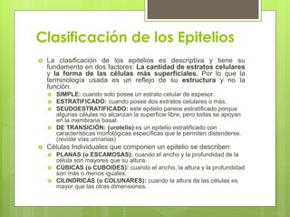 Clasificación de los Epitelios
   La clasificación de los epitelios es descriptiva y tiene su
    fundamento en dos factores: La cantidad de estratos celulares
    y la forma de las células más superficiales. Por lo que la
    terminología usada es un reflejo de su estructura y no la
    función.
       SIMPLE: cuando solo posee un estrato celular de espesor.
       ESTRATIFICADO: cuando posee dos estratos celulares o más.
       SEUDOESTRATIFICADO: este epitelio parece estratificado porque
        algunas células no alcanzan la superficie libre, pero todas se apoyan
        en la membrana basal.
       DE TRANSICIÓN: (urotelio) es un epitelio estratificado con
        características morfológicas específicas que le permiten distenderse.
        (reviste vías urinarias)
   Células Individuales que componen un epitelio se describen:
       PLANAS (o ESCAMOSAS): cuando el ancho y la profundidad de la
        célula son mayores que su altura.
       CÚBICAS (o CUBOIDES): cuando el ancho, la altura y la profundidad
        son más o menos iguales.
       CILINDRICAS (o COLUNARES): cuando la altura de las células es
        mayor que las otras dimensiones.
 