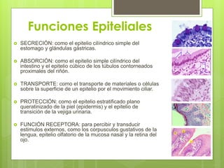 Funciones Epiteliales
   SECRECIÓN: como el epitelio cilíndrico simple del
    estomago y glándulas gástricas.

   ABSORCIÓN: como el epitelio simple cilíndrico del
    intestino y el epitelio cúbico de los túbulos contorneados
    proximales del riñón.

   TRANSPORTE: como el transporte de materiales o células
    sobre la superficie de un epitelio por el movimiento ciliar.

   PROTECCIÓN: como el epitelio estratificado plano
    queratinizado de la piel (epidermis) y el epitelio de
    transición de la vejiga urinaria.

   FUNCIÓN RECEPTORA: para percibir y transducir
    estimulos externos, como los corpusculos gustativos de la
    lengua, epitelio olfatorio de la mucosa nasal y la retina del
    ojo.
 