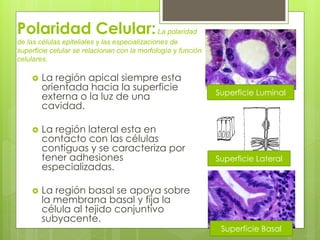 Polaridad Celular: La polaridad
de las células epiteliales y las especializaciones de
superficie celular se relacionan con la morfología y función
celulares.

       La región apical siempre esta
        orientada hacia la superficie
                                                               Superficie Luminal
        externa o la luz de una
        cavidad.

       La región lateral esta en
        contacto con las células
        contiguas y se caracteriza por
        tener adhesiones                                       Superficie Lateral
        especializadas.

       La región basal se apoya sobre
        la membrana basal y fija la
        célula al tejido conjuntivo
        subyacente.
                                                                Superficie Basal
 