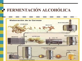 FERMENTACIÓN ALCOHÓLICA
 