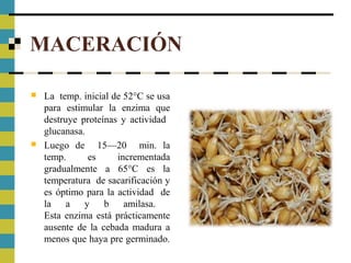 MACERACIÓN
 La temp. inicial de 52°C se usa
para estimular la enzima que
destruye proteínas y actividad
glucanasa.
 Luego de 15—20 min. la
temp. es incrementada
gradualmente a 65°C es la
temperatura de sacarificación y
es óptimo para la actividad de
la a y b amilasa.
Esta enzima está prácticamente
ausente de la cebada madura a
menos que haya pre germinado.
 