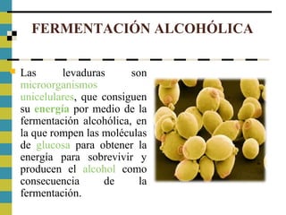 FERMENTACIÓN ALCOHÓLICA
 Las levaduras son
microorganismos
unicelulares, que consiguen
su energía por medio de la
fermentación alcohólica, en
la que rompen las moléculas
de glucosa para obtener la
energía para sobrevivir y
producen el alcohol como
consecuencia de la
fermentación.
 