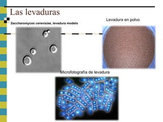 Las levaduras
Saccharomyces cerevisiae, levadura modelo
Levadura en polvo
Microfotografía de levadura
 