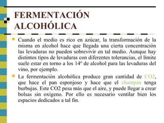 FERMENTACIÓN
ALCOHÓLICA
 Cuando el medio es rico en azúcar, la transformación de la
misma en alcohol hace que llegada una cierta concentración
las levaduras no pueden sobrevivir en tal medio. Aunque hay
distintos tipos de levaduras con diferentes tolerancias, el límite
suele estar en torno a los 14º de alcohol para las levaduras del
vino, por ejemplo.
 La fermentación alcohólica produce gran cantidad de CO2,
que hace el pan esponjoso y hace que el champán tenga
burbujas. Este CO2 pesa más que el aire, y puede llegar a crear
bolsas sin oxígeno. Por ello es necesario ventilar bien los
espacios dedicados a tal fin.
 