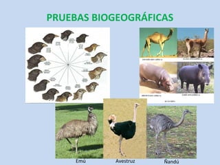 PRUEBAS BIOGEOGRÁFICAS




     Emú   Avestruz   Ñandú
 