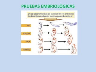PRUEBAS EMBRIOLÓGICAS
 