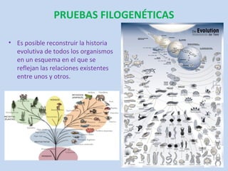 PRUEBAS FILOGENÉTICAS

• Es posible reconstruir la historia
  evolutiva de todos los organismos
  en un esquema en el que se
  reflejan las relaciones existentes
  entre unos y otros.
 