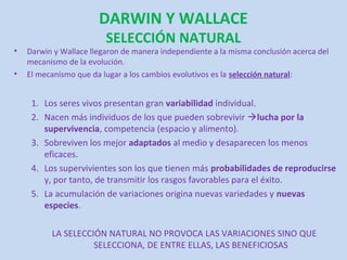 DARWIN Y WALLACE
                         SELECCIÓN NATURAL
•   Darwin y Wallace llegaron de manera independiente a la misma conclusión acerca del
    mecanismo de la evolución.
•   El mecanismo que da lugar a los cambios evolutivos es la selección natural:


     1. Los seres vivos presentan gran variabilidad individual.
     2. Nacen más individuos de los que pueden sobrevivir lucha por la
        supervivencia, competencia (espacio y alimento).
     3. Sobreviven los mejor adaptados al medio y desaparecen los menos
        eficaces.
     4. Los supervivientes son los que tienen más probabilidades de reproducirse
        y, por tanto, de transmitir los rasgos favorables para el éxito.
     5. La acumulación de variaciones origina nuevas variedades y nuevas
        especies.

          LA SELECCIÓN NATURAL NO PROVOCA LAS VARIACIONES SINO QUE
                    SELECCIONA, DE ENTRE ELLAS, LAS BENEFICIOSAS
 