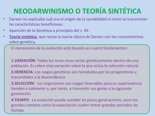 NEODARWINISMO O TEORÍA SINTÉTICA
•   Darwin no explicaba cuál era el origen de la variabilidad ni cómo se transmitían
    las características beneficiosas.
•   Aparición de la Genética a principios del s. XX.
•   Teoría sintética, que revisa la teoría clásica de Darwin con los conocimientos
    sobre genética.
     El mecanismo de la evolución está basado en cuatro fundamentos:

     1.VARIACIÓN: Todos los seres vivos varían genéticamente dentro de una
     población. Es sobre esta variación sobre la que actúa la selección natural.
     2.HERENCIA: Los rasgos genéticos son heredados por los progenitores y
     transmitidos a la descendencia.
     3.SELECCIÓN: Los organismos con rasgos favorables para su supervivencia
     tienden a sobrevivir y, por tanto, a transmitir sus genes a la siguiente
     generación.
     4.TIEMPO: La evolución puede suceder en pocas generaciones, pero los
     grandes cambios como la especiación suelen tomar grandes periodos de
     tiempo.
 
