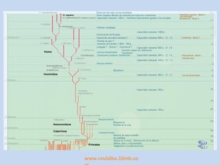 H. rodhesiensis (H. sapiens arcaico)


H. antecessor




                          www.raulalba.16mb.co
 
