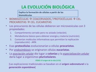 LA EVOLUCIÓN BIOLÓGICA
           Explica la formación de células a partir de las
           biomoléculas
• BIOMOLÉCULAS  COACERVADOS / PROTOCÉLULAS  CEL.
  PROCARIOTAS  CEL. EUCARIOTAS
• Los precursores de las células debieron ser microvesículas con 3
  propiedades:
   1.   Compartimento cerrado pero no aislado (relación).
   2.   Metabolismo básico para obtener energía y materia (nutrición).
   3.   Contenían moléculas informativas que permitían la replicación
        (reproducción) - ARN.
• Esas protocélulas evolucionarían a células procariotas.
• Por endosimbiosis se originaron células eucariotas.
• La asociación celular dio lugar a colonias y la especialización celular
  daría lugar a organismos pluricelulares.
                            VÍDEO: El origen de la vida (5:55)

  [Las explicaciones tradicionales se basaban en el origen sobrenatural o la
  generación espontánea]
 