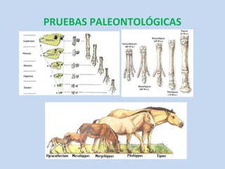 PRUEBAS PALEONTOLÓGICAS
 
