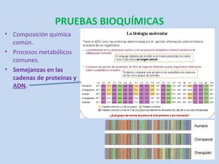 PRUEBAS BIOQUÍMICAS
• Composición química
  común.
• Procesos metabólicos
  comunes.
• Semejanzas en las
  cadenas de proteínas y
  ADN.
 
