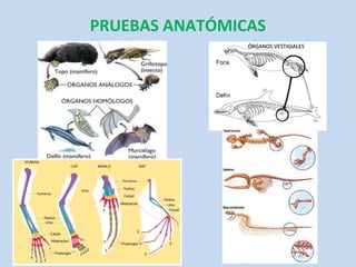 PRUEBAS ANATÓMICAS
                ÓRGANOS VESTIGIALES
 