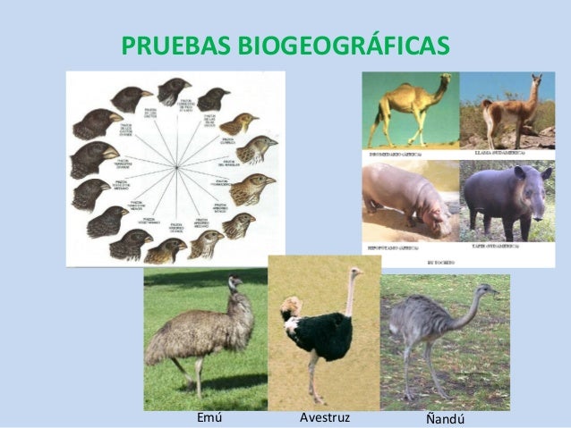 El origen de la vida y la evolución