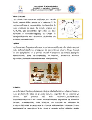 UNIVERSIDAD TÉCNICA DE MACHALA
DIRECCIÓN DE NIVELACIÓN Y ADMISIÓN
SISTEMA NACIONAL DE NIVELACIÓN Y ADMISIÓN
Polisacáridos
Los polisacáridos son cadenas, ramificadas o no, de más
de diez monosacáridos, resultan de la condensación de
muchas moléculas de monosacáridos con la pérdida de
varias moléculas de agua. Su fórmula empírica es:
(C6 H10 O5)n. Los polisacáridos representan una clase
importante de polímeros biológicos y su función en
los organismos vivos está relacionada usualmente con
estructura o almacenamiento.
Lípidos
Los lípidos saponificables cumplen dos funciones primordiales para las células; por una
parte, los fosfolípidos forman el esqueleto de las membranas celulares (bicapa lipídica);
por otra, lostriglicéridos son el principal almacén de energía de los animales. Los lípidos
insaponificables, como los isoprenoides y los esteroides, desempeñan funciones
reguladoras (colesterol, hormonas sexuales, prostaglandinas).
Proteínas
Las proteínas son las biomoléculas que más diversidad de funciones realizan en los seres
vivos; prácticamente todos los procesos biológicos dependen de su presencia y/o
actividad. Son proteínas casi todas las enzimas, catalizadores de
reacciones metabólicas de las células; muchas hormonas, reguladores de actividades
celulares; la hemoglobina y otras moléculas con funciones de transporte en
la sangre; anticuerpos, encargados de acciones de defensa natural contra infecciones o
agentes extraños; los receptores de las células, a los cuales se fijan moléculas capaces
 