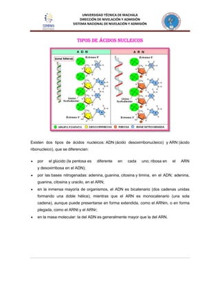 UNIVERSIDAD TÉCNICA DE MACHALA
DIRECCIÓN DE NIVELACIÓN Y ADMISIÓN
SISTEMA NACIONAL DE NIVELACIÓN Y ADMISIÓN
Tipos de ácidos nucleicos
Existen dos tipos de ácidos nucleicos: ADN (ácido desoxirribonucleico) y ARN (ácido
ribonucleico), que se diferencian:
por el glúcido (la pentosa es diferente en cada uno; ribosa en el ARN
y desoxirribosa en el ADN);
por las bases nitrogenadas: adenina, guanina, citosina y timina, en el ADN; adenina,
guanina, citosina y uracilo, en el ARN;
en la inmensa mayoría de organismos, el ADN es bicatenario (dos cadenas unidas
formando una doble hélice), mientras que el ARN es monocatenario (una sola
cadena), aunque puede presentarse en forma extendida, como el ARNm, o en forma
plegada, como el ARNt y el ARNr;
en la masa molecular: la del ADN es generalmente mayor que la del ARN.
 