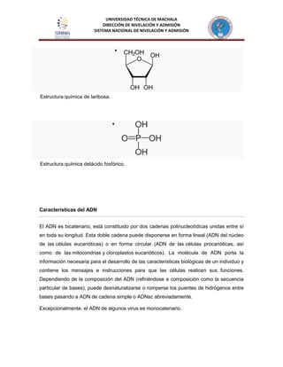 UNIVERSIDAD TÉCNICA DE MACHALA
DIRECCIÓN DE NIVELACIÓN Y ADMISIÓN
SISTEMA NACIONAL DE NIVELACIÓN Y ADMISIÓN
Estructura química de laribosa.
Estructura química delácido fosfórico.
Características del ADN
El ADN es bicatenario, está constituido por dos cadenas polinucleotídicas unidas entre sí
en toda su longitud. Esta doble cadena puede disponerse en forma lineal (ADN del núcleo
de las células eucarióticas) o en forma circular (ADN de las células procarióticas, así
como de las mitocondrias y cloroplastos eucarióticos). La molécula de ADN porta la
información necesaria para el desarrollo de las características biológicas de un individuo y
contiene los mensajes e instrucciones para que las células realicen sus funciones.
Dependiendo de la composición del ADN (refiriéndose a composición como la secuencia
particular de bases), puede desnaturalizarse o romperse los puentes de hidrógenos entre
bases pasando a ADN de cadena simple o ADNsc abreviadamente.
Excepcionalmente, el ADN de algunos virus es monocatenario.
 