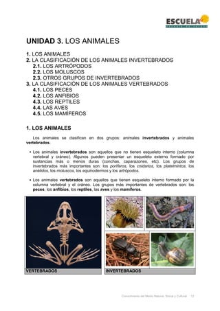 Conocimiento del Medio Natural, Social y Cultural 13
UNIDAD 3. LOS ANIMALES
1. LOS ANIMALES
2. LA CLASIFICACIÓN DE LOS ANIMALES INVERTEBRADOS
2.1. LOS ARTRÓPODOS
2.2. LOS MOLUSCOS
2.3. OTROS GRUPOS DE INVERTEBRADOS
3. LA CLASIFICACIÓN DE LOS ANIMALES VERTEBRADOS
4.1. LOS PECES
4.2. LOS ANFIBIOS
4.3. LOS REPTILES
4.4. LAS AVES
4.5. LOS MAMÍFEROS
1. LOS ANIMALES
Los animales se clasifican en dos grupos: animales invertebrados y animales
vertebrados.
▪ Los animales invertebrados son aquellos que no tienen esqueleto interno (columna
vertebral y cráneo). Algunos pueden presentar un esqueleto externo formado por
sustancias más o menos duras (conchas, caparazones, etc). Los grupos de
invertebrados más importantes son: los poríferos, los cnidarios, los platelmintos, los
anélidos, los moluscos, los equinodermos y los artrópodos.
▪ Los animales vertebrados son aquellos que tienen esqueleto interno formado por la
columna vertebral y el cráneo. Los grupos más importantes de vertebrados son: los
peces, los anfibios, los reptiles, las aves y los mamíferos.
VERTEBRADOS INVERTEBRADOS
 