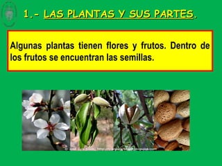 1.-1.- LAS PLANTAS Y SUS PARTESLAS PLANTAS Y SUS PARTES..
Algunas plantas tienen flores y frutos. Dentro de
los frutos se encuentran las semillas.
 