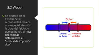 3.2 Weber
Se destacó en el
estudio de la
sensorialidad merece
una especial atención
la obra del fisiólogo,
que utilizando el 'test
del compás
determinaba el
"umbral de impresión
dual”
 