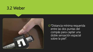 3.2 Weber
“Distancia mínima requerida
entre las dos puntas del
compás para captar una
doble sensación espacial
sobre la piel”.
 