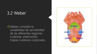 3.2 Weber
Weber, constató la
variabilidad de sensibilidad
de las diferentes regiones
cutáneas, elaborando
mapas cutáneos corporales.
 