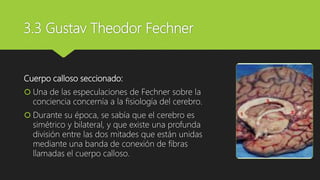 3.3 Gustav Theodor Fechner
Cuerpo calloso seccionado:
 Una de las especulaciones de Fechner sobre la
conciencia concernía a la fisiología del cerebro.
 Durante su época, se sabía que el cerebro es
simétrico y bilateral, y que existe una profunda
división entre las dos mitades que están unidas
mediante una banda de conexión de fibras
llamadas el cuerpo calloso.
 