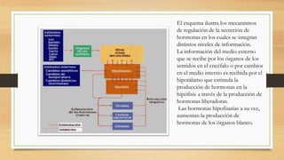 El esquema ilustra los mecanismos
de regulación de la secreción de
hormonas en los cuales se integran
distintos niveles de información.
La información del medio externo
que se recibe por los órganos de los
sentidos en el encéfalo o por cambios
en el medio interno es recibida por el
hipotálamo que estimula la
producción de hormonas en la
hipófisis a través de la producción de
hormonas liberadoras.
Las hormonas hipofisarias a su vez,
aumentan la producción de
hormonas de los órganos blanco.
 