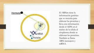 El ARNm tiene la
información genética
que se necesita para
elaborar las proteínas y
lleva esta información
desde el ADN en el
núcleo de la célula al
citoplasma donde se
elaboran las proteínas.
También se llama
ARN mensajero y
mRNA.
 