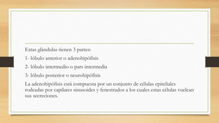 Estas glándulas tienen 3 partes:
1- lóbulo anterior o adenohipófisis
2- lóbulo intermedio o pars intermedia
3- lóbulo posterior o neurohipófisis
La adenohipófisis está compuesta por un conjunto de células epiteliales
rodeadas por capilares sinusoides y fenestrados a los cuales estas células vuelcan
sus secreciones.
 