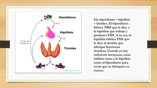 Eje hipotálamo – hipófisis
– tiroideo. El hipotálamo
fabrica TRH que le dice a
la hipófisis que trabaje y
produzca TSH. A su vez, la
hipófisis fabrica TSH que
le dice al tiroides que
fabrique hormonas
tiroideas. Cuando ya hay
suficiente hormonas, estas
inhiben tanto a la hipófisis
como al hipotálamo para
evitar que se fabriquen en
exceso.
 
