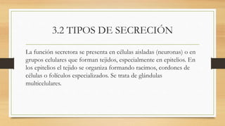 3.2 TIPOS DE SECRECIÓN
La función secretora se presenta en células aisladas (neuronas) o en
grupos celulares que forman tejidos, especialmente en epitelios. En
los epitelios el tejido se organiza formando racimos, cordones de
células o folículos especializados. Se trata de glándulas
multicelulares.
 