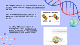 Unidad 3.-TRASCRIPCIÓN.completa.pptx