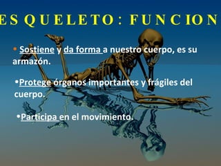EL ESQUELETO: FUNCIONES <ul><li>Sostiene  y  da forma  a nuestro cuerpo, es su armazón. </li></ul><ul><li>Protege  órganos...