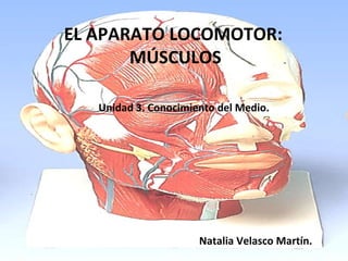 EL APARATO LOCOMOTOR:  MÚSCULOS Unidad 3. Conocimiento del Medio. Natalia Velasco Martín. 