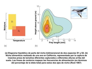 (a) Diagrama hipotético de parte del nicho bidimensional de dos especies S1 y S2. (b)
Nicho alimenticio realizado de una ave en California, representado por la captura de
insectos presa de tamaños diferentes capturados a diferentes alturas arriba del
suelo. Las líneas de contorno mapean las frecuencias de alimentación (en términos
del porcentaje de la dieta total) para estos dos ejes de nicho (Root 1967)
 