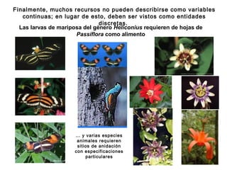 Finalmente, muchos recursos no pueden describirse como variables
continuas; en lugar de esto, deben ser vistos como entidades
discretas.
Las larvas de mariposa del género Heliconius requieren de hojas de
Passiflora como alimento
… y varias especies
animales requieren
sitios de anidación
con especificaciones
particulares
 