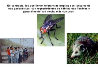 En contraste, los que tienen tolerancias amplias son típicamente
más generalistas, con requerimientos de hábitat más flexibles y
generalmente son mucho más comunes
 