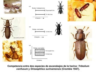 Competencia entre dos especies de escarabajos de la harina: Tribolium
confusum y Orizaephilus surinamensis (Crombie 1947).
 