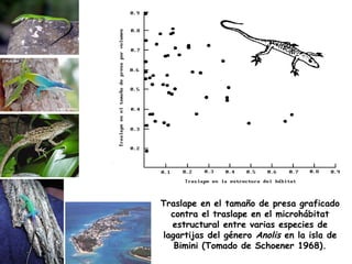 Traslape en el tamaño de presa graficado
contra el traslape en el microhábitat
estructural entre varias especies de
lagartijas del género Anolis en la isla de
Bimini (Tomado de Schoener 1968).
 