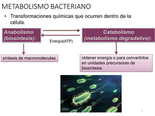 METABOLISMO BACTERIANO
• Transformaciones químicas que ocurren dentro de la
célula.
Anabolismo
(biosíntesis):
síntesis de macromoleculas
Catabolismo
(metabolismo degradativo):
obtener energía o para convertirlos
en unidades precursoras de
biosíntesis
Energía(ATP)
10
 