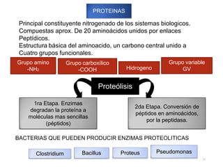 PROTEINAS
Principal constituyente nitrogenado de los sistemas biologicos.
Compuestas aprox. De 20 aminoácidos unidos por enlaces
Peptídicos.
Estructura básica del aminoacido, un carbono central unido a
Cuatro grupos funcionales.
Grupo amino
-NH2
Grupo carboxílico
-COOH Hidrogeno
Grupo variable
GV
BACTERIAS QUE PUEDEN PRODUCIR ENZIMAS PROTEOLITICAS
Clostridium Bacillus Proteus Pseudomonas
Proteólisis
1ra Etapa. Enzimas
degradan la proteína a
moléculas mas sencillas
(péptidos)
2da Etapa. Conversión de
péptidos en aminoácidos,
por la peptidasa.
12
 