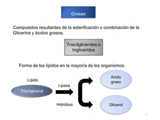 Grasas
Compuestos resultantes de la esterificación o combinación de la
Glicerina y ácidos grasos.
Triacilgliceroles o
trigliceridos
Forma de los lípidos en la mayoría de los organismos.
Lípido
Lipasa
Triacilglicerol
Hidrólisis
Acido
graso
Glicerol
13
 