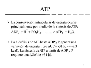• La conservación intracelular de energía ocurre
principalmente por medio de la síntesis deATP:
- + -
ADP3 + H + PO4H2- -------->ATP4 + H2O
• La hidrólisis deA
TP hastaADP y P genera una
variación de energía libre Go'= -31 kJ (= -7,3
kcal). La síntesis deA
TP a partir deADP y P
requiere una Go' de +31 kJ.
ATP
15
 
