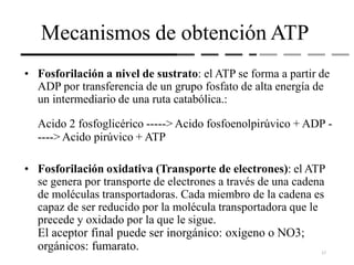 Mecanismos de obtención ATP
• Fosforilación a nivel de sustrato: el ATP se forma a partir de
ADP por transferencia de un grupo fosfato de alta energía de
un intermediario de una ruta catabólica.:
Acido 2 fosfoglicérico -----> Acido fosfoenolpirúvico + ADP -
----> Acido pirúvico + ATP
• Fosforilación oxidativa (Transporte de electrones): el ATP
se genera por transporte de electrones a través de una cadena
de moléculas transportadoras. Cada miembro de la cadena es
capaz de ser reducido por la molécula transportadora que le
precede y oxidado por la que le sigue.
El aceptor final puede ser inorgánico: oxígeno o NO3;
orgánicos: fumarato. 17
 